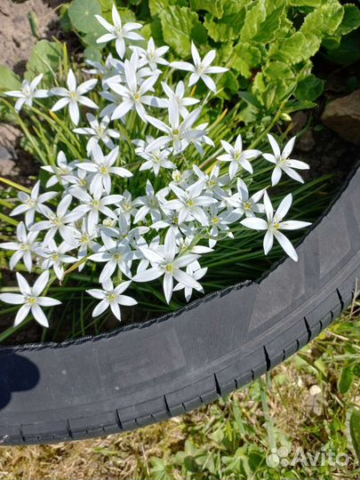 Многолетники