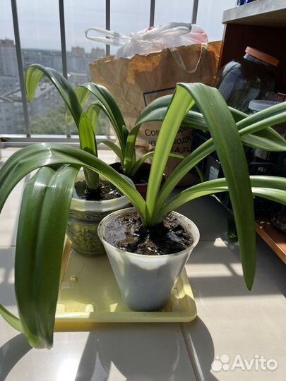 Лилия амарилис гиппеаструм