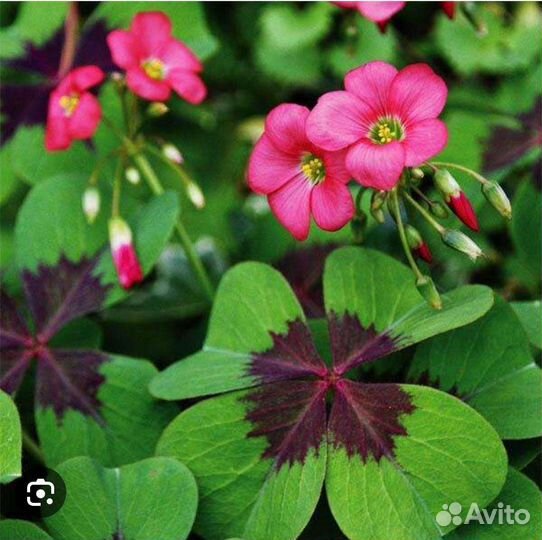 Кислица (оксалис) Айрон Кросс