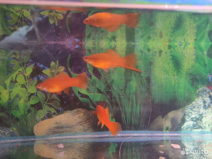 Аквариумные рыбки и растения