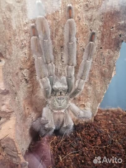 Паук птицеед. Адультный самец