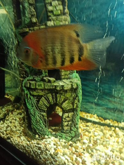 Северум красноплечий