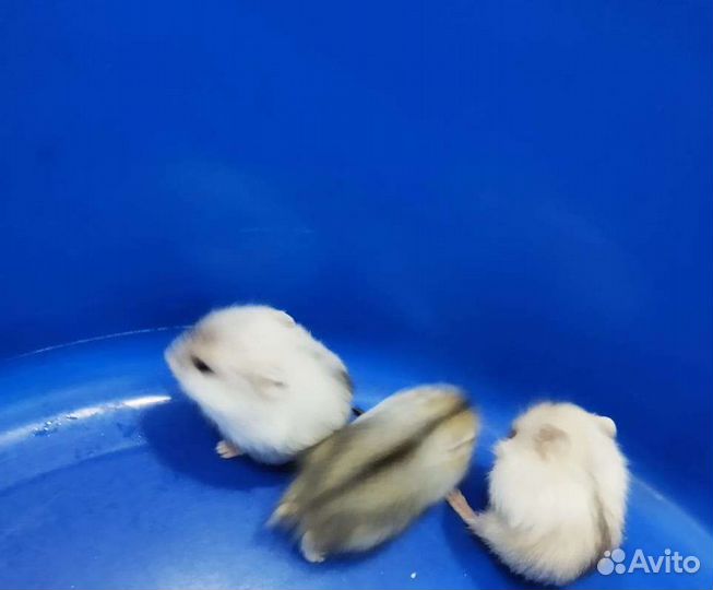 Джунгарский хомяк