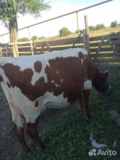 Дойные коровы