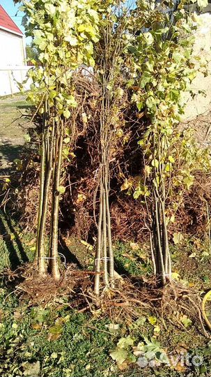 Саженцы Липы Мелколистная