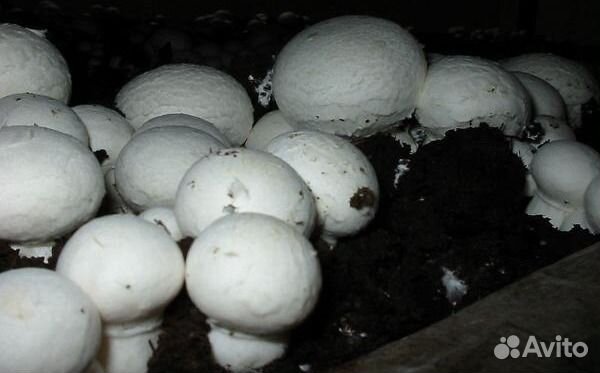 Рассада для выращивания шампиньонов