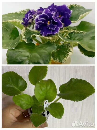 Фиалка (детки)