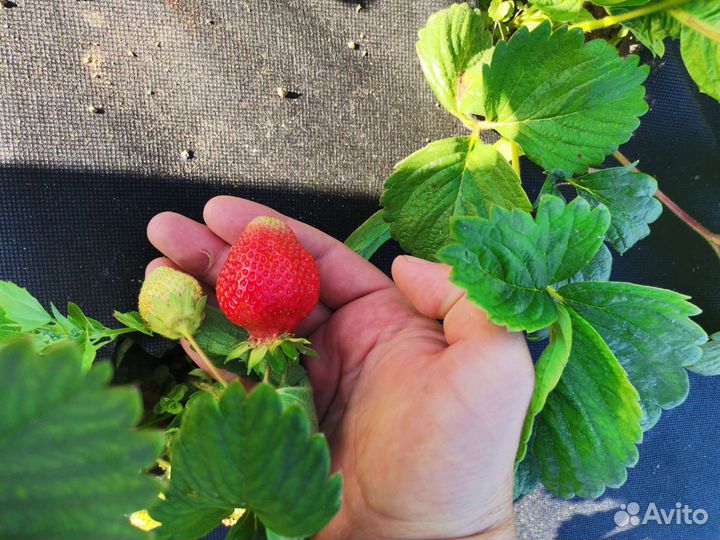 Клубника кусты