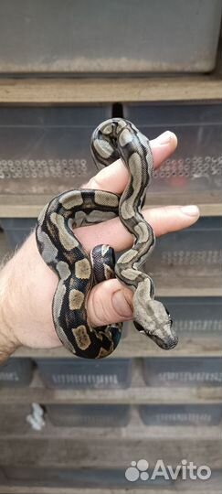 Императорский удав