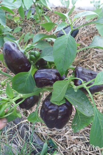 Семена перца (10 шт)