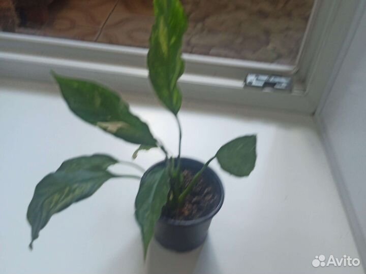 Спатифиллум