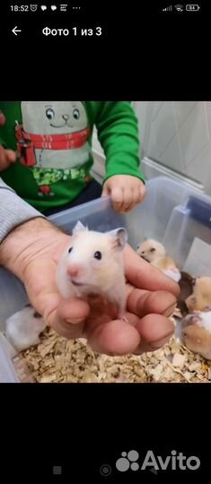 Сирийский хомяк оптом