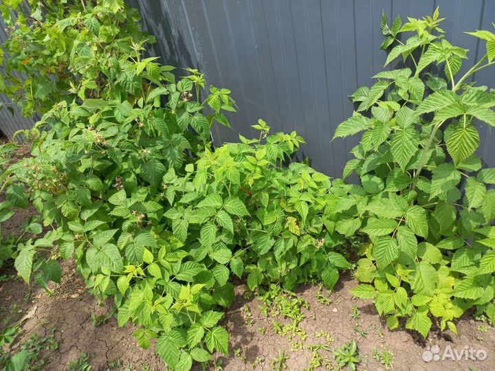 Рассада малины ремонтантная