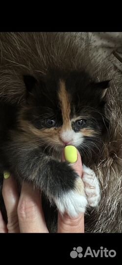 Котенок в добрые руки