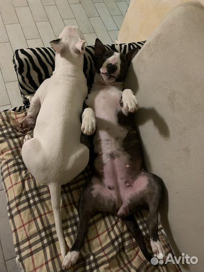 Бультерьер вязка