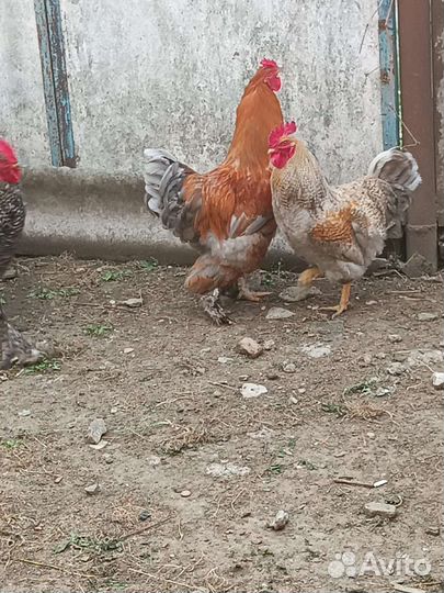 Молодые петухи