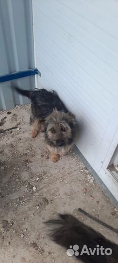 Маленькие собачки в отлове. Очень нужен дом