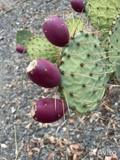 Плоды опунции