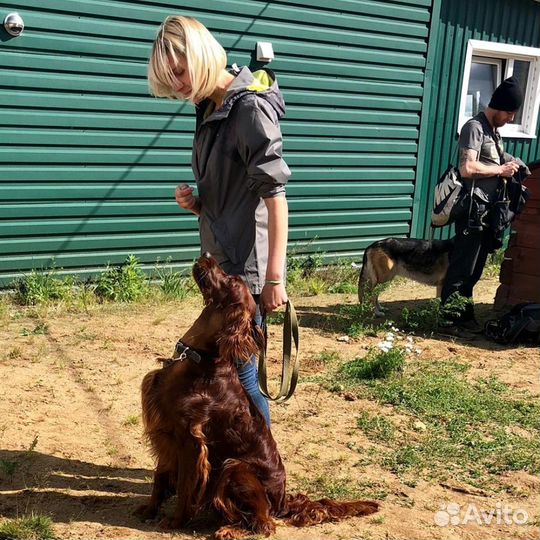 Дрессировка собак