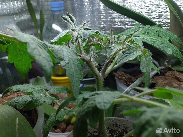 Рассада помидор