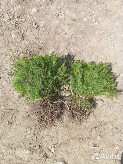 Сеянцы, саженцы сосны и ели, зкс и окс