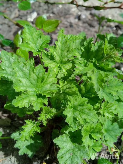 Саженцы садовых цветов