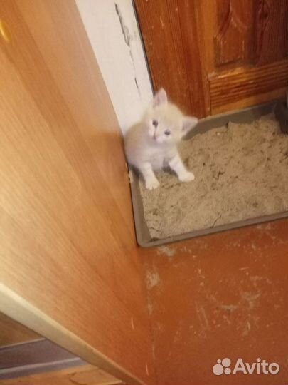 Рыжий котик 1,5 месяца