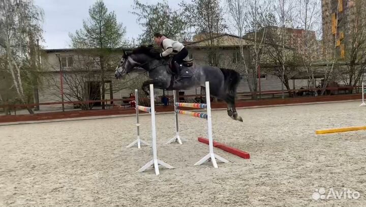 Жеребец, 2019 г.р