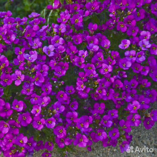 Арабис кавказский