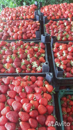 Саженцы клубники