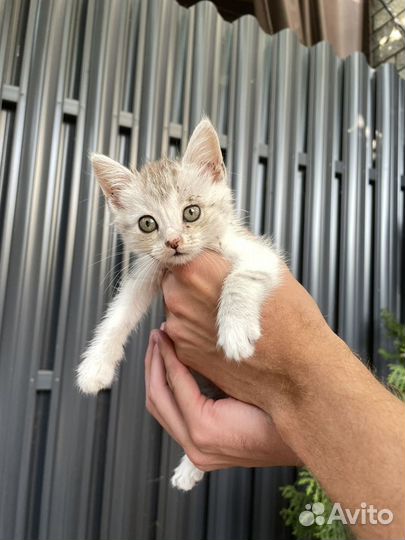 Котята, отдам в добрые руки бесплатно