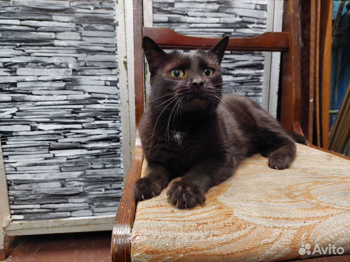 Кошечка молодая