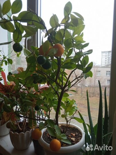 Каламондин