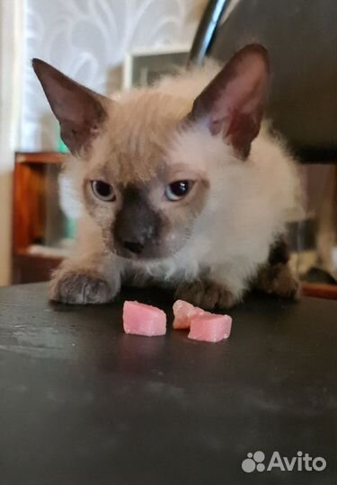 Продам котёнка