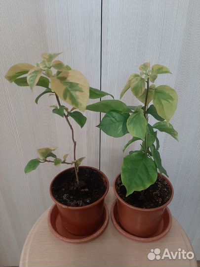 Бугенвиллия (бугенвиллея)