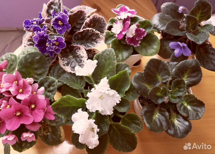 Мята Хлорофитум кудрявый Бегония Алоэ