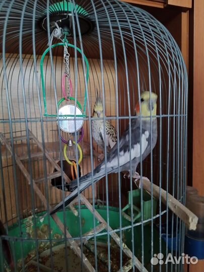 Попугай карелла с клеткой девочка и мальчик