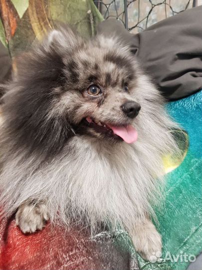 Малый немецкий шпиц (вязка)