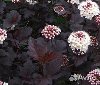 Многолетние декоративные садовые растения