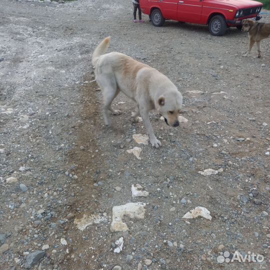 Среднеазиатская овчарка алабай щенки