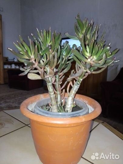 Красула хоббит