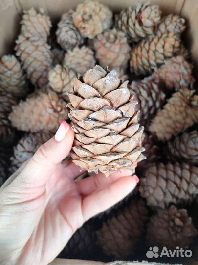 Шишка кедровая, с орехами