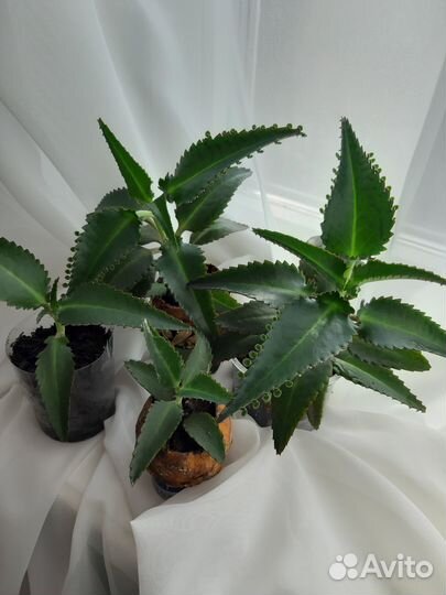 Каланхое лечебное