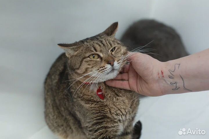 Красавица кошка ищет дом, в добрые руки