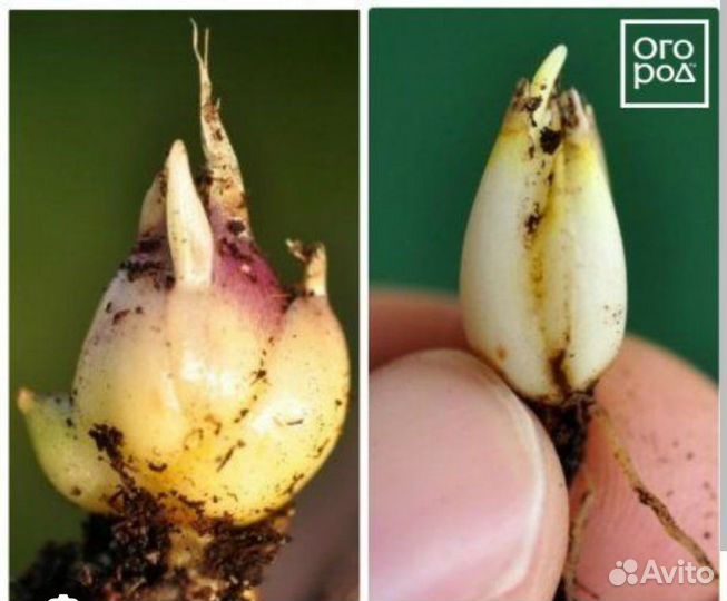 Лилии луковицы