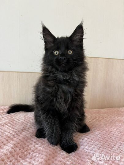 Котята мейн-кун