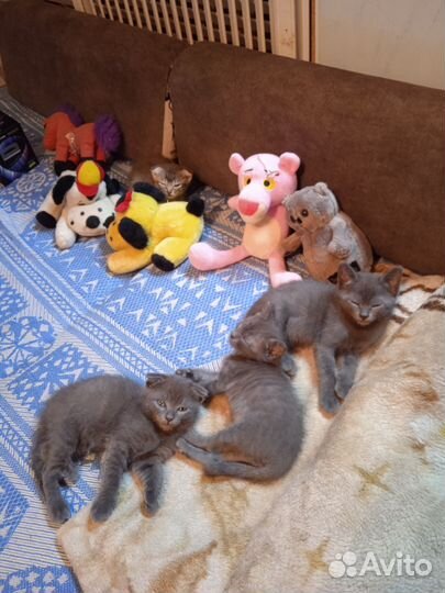 Котята