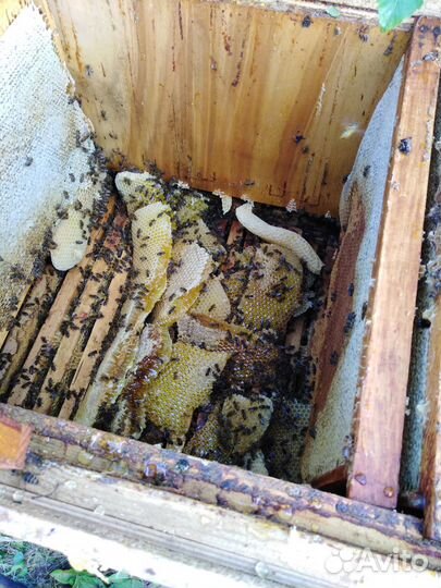 Продам пчелопакеты