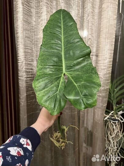 Филодендрон параисо верде