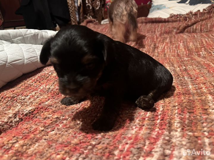 Собака йоркширский терьер щенок мини
